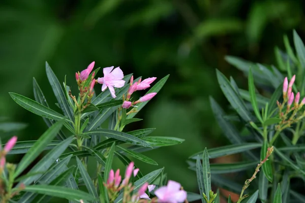 庭のエキゾチックなピンクの花 — ストック写真