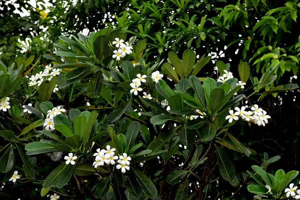 花园中奇异的白花 — 图库照片