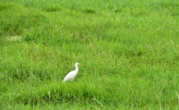Biały Egret Jest Karmienie Zielonej Trawie — Zdjęcie stockowe