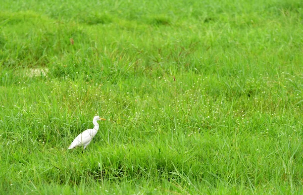 Fågelpromenader Grönt Gräs — Stockfoto