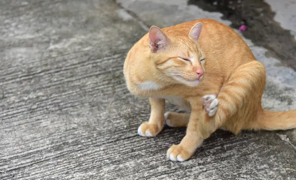 庭で猫を探索します 匹の猫は コンクリートの道路で楽しく遊んでいます — ストック写真