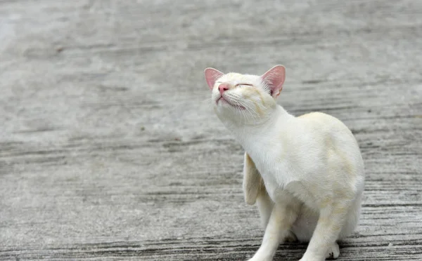 고양이 정원에서 찾아보기 고양이 콘크리트도 — 스톡 사진