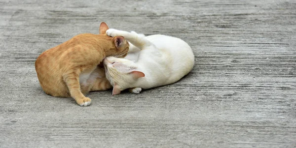Gatti Esplorano Nel Giardino Due Gatti Stanno Giocando Felicemente Sulla — Foto Stock