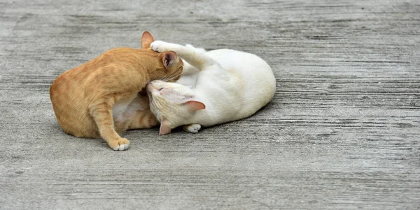 Cats Explore Garden Two Cats Playing Happily Concrete Road — Stock Photo, Image