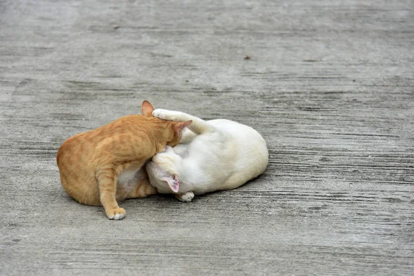 Gatti Esplorano Nel Giardino Due Gatti Stanno Giocando Felicemente Sulla — Foto Stock