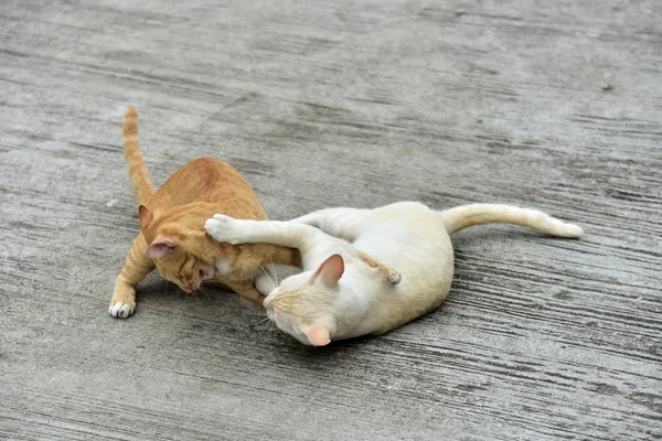 Small Cats Playing Outdoors — Stock Photo, Image