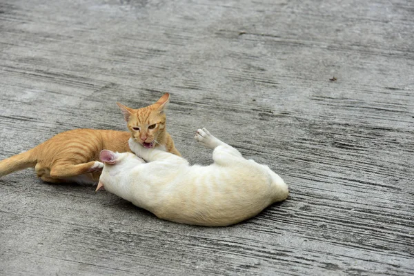 Los Gatos Exploran Jardín Dos Gatos Están Jugando Felizmente Camino —  Fotos de Stock