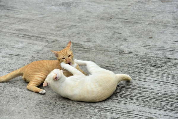 Kucing Menjelajah Kebun Dua Kucing Bermain Bahagia Jalan Beton — Stok Foto