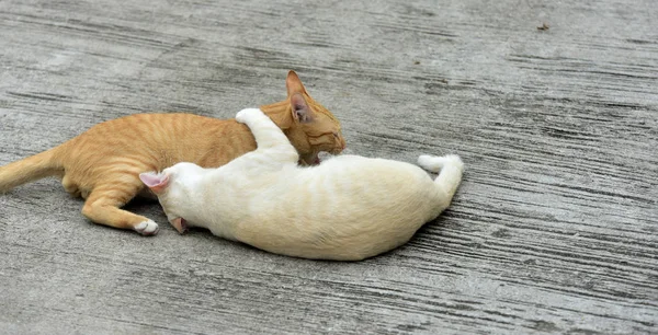 Katten Tuin Verder Uitdiepte Twee Katten Spelen Gelukkig Betonnen Weg — Stockfoto