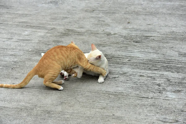 Gatos Exploram Jardim Dois Gatos Estão Brincando Alegremente Estrada Concreto — Fotografia de Stock