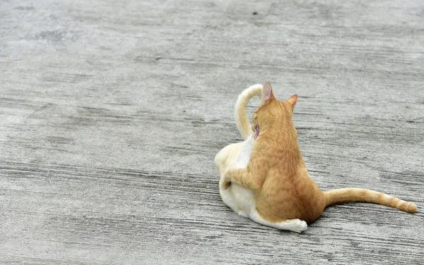 Gatos Jovens Estão Explorando Área Circundante — Fotografia de Stock