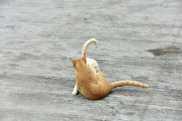 庭で猫を探索します 匹の猫は コンクリートの道路で楽しく遊んでいます — ストック写真