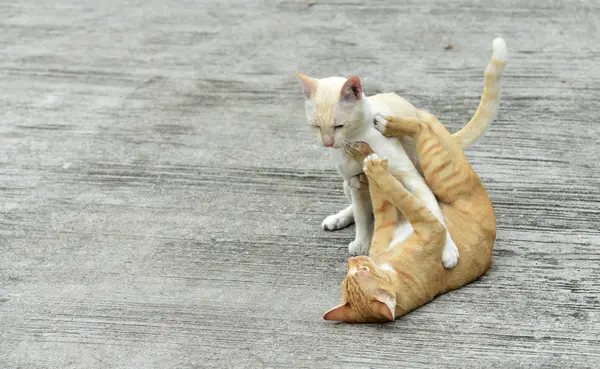 Katten Tuin Verder Uitdiepte Twee Katten Spelen Gelukkig Betonnen Weg — Stockfoto