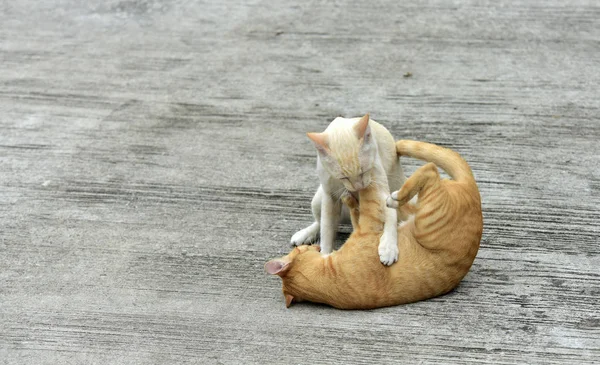 Los Gatos Exploran Jardín Dos Gatos Están Jugando Felizmente Camino —  Fotos de Stock