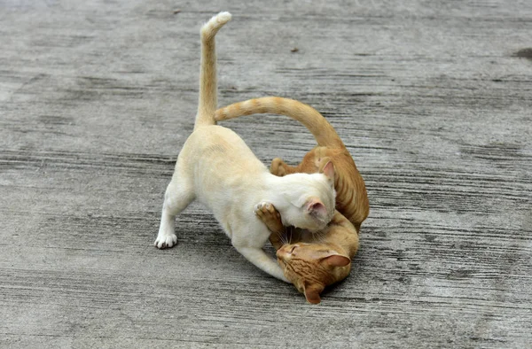 Koty Odkrywać Ogrodzie Dwa Koty Bawią Się Wesoło Drogę Betonową — Zdjęcie stockowe
