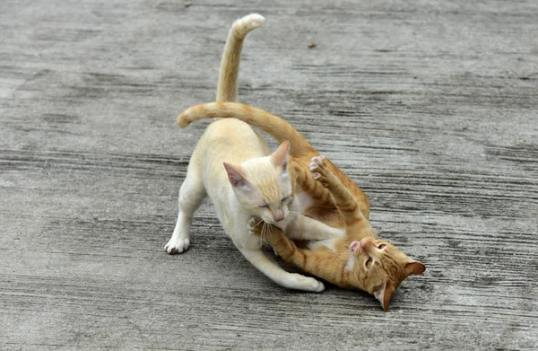 Katten Tuin Verder Uitdiepte Twee Katten Spelen Gelukkig Betonnen Weg — Stockfoto