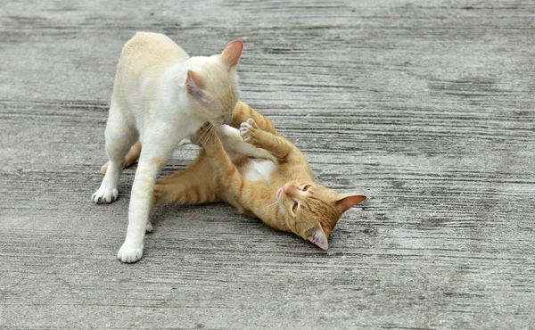 Katten Tuin Verder Uitdiepte Twee Katten Spelen Gelukkig Betonnen Weg — Stockfoto