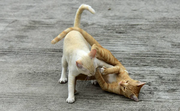 Gatos Exploram Jardim Dois Gatos Estão Brincando Alegremente Estrada Concreto — Fotografia de Stock