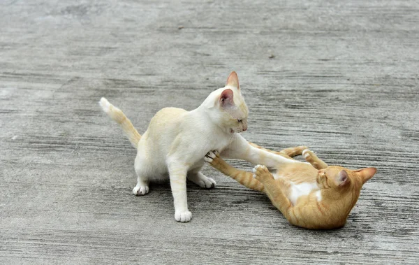Μικρές Γάτες Που Παίζουν Εξωτερικούς Χώρους — Φωτογραφία Αρχείου