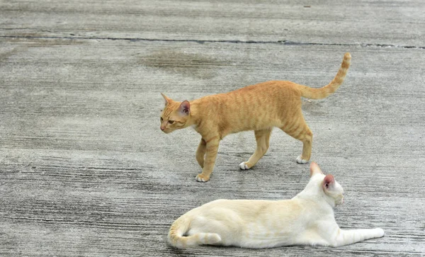 Коти Досліджують Саду Два Коти Щасливо Грають Бетонній Дорозі — стокове фото