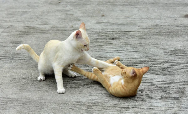 Коти Досліджують Саду Два Коти Щасливо Грають Бетонній Дорозі — стокове фото
