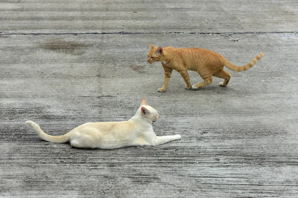 Kucing Muda Yang Menjelajahi Daerah Sekitarnya — Stok Foto