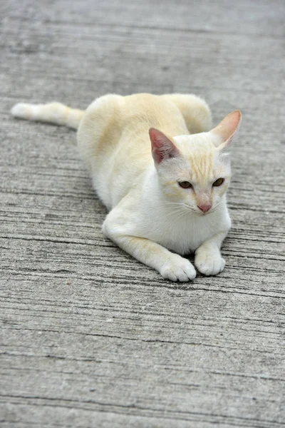 猫在花园里探险 两只猫在水泥路上快乐地玩耍 — 图库照片