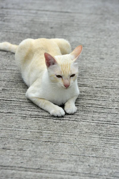 Kucing Menjelajah Kebun Dua Kucing Bermain Bahagia Jalan Beton — Stok Foto