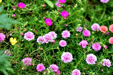 Renkli çiçekler ağaçlar ve yaprakları. Doğada çok güzel güzel gökyüzü ile. Pembe, beyaz ve sarı arka planda yaprakları ile frangipani çiçekler.