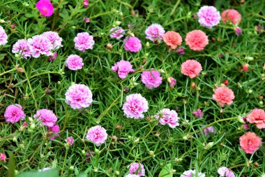 Renkli cosmos çiçeklerle soyut ışık ve bokeh arka plan için. Bahar resmi bahçe. Renkli çiçek güzel bir bahçe. Resmi bahçe. Park. Güzel bahçe.