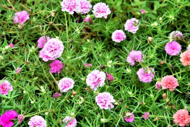 Renkli cosmos çiçeklerle soyut ışık ve bokeh arka plan için. Bahar resmi bahçe. Renkli çiçek güzel bir bahçe. Resmi bahçe. Park. Güzel bahçe.