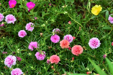 Renkli cosmos çiçeklerle soyut ışık ve bokeh arka plan için. Bahar resmi bahçe. Renkli çiçek güzel bir bahçe. Resmi bahçe. Park. Güzel bahçe.