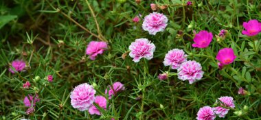 Renkli cosmos çiçeklerle soyut ışık ve bokeh arka plan için. Bahar resmi bahçe. Renkli çiçek güzel bir bahçe. Resmi bahçe. Park. Güzel bahçe.