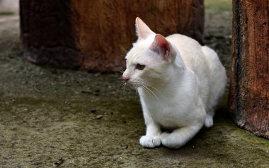 Genç kediler çevresi keşfetmek.