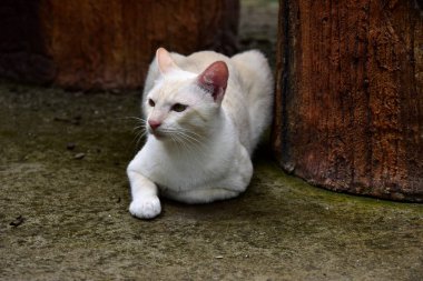 Genç kediler çevresi keşfetmek.