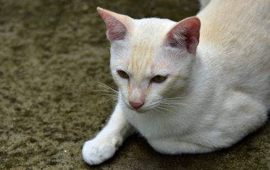 Cats içinde belgili tanımlık bahçe keşfetmek. İki kedi mutlulukla beton yola oynuyorlar.