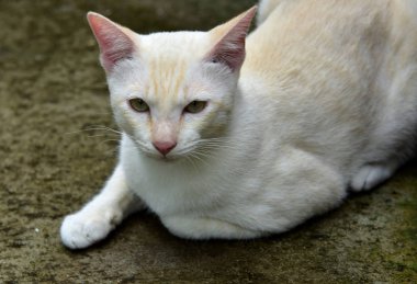 Cats içinde belgili tanımlık bahçe keşfetmek. İki kedi mutlulukla beton yola oynuyorlar.