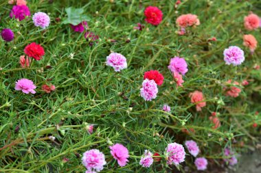 Renkli çiçekler ağaçlar ve yaprakları. Doğada çok güzel güzel gökyüzü ile. Pembe, beyaz ve sarı arka planda yaprakları ile frangipani çiçekler.