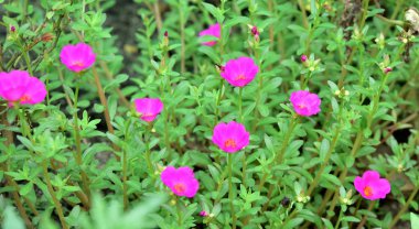 Renkli çiçekler ağaçlar ve yaprakları. Doğada çok güzel güzel gökyüzü ile. Pembe, beyaz ve sarı arka planda yaprakları ile frangipani çiçekler.