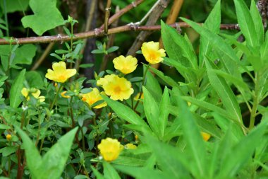Yeşil bahçede güzel sarı çiçekler