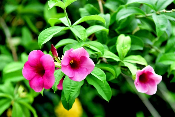 Färgglada Blommor Trädgården Blomma Blommar Vackra Blommor Den Trädgård Blooming — Stockfoto