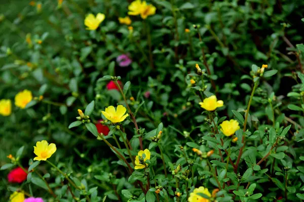 Bahçede Renkli Çiçek Çiçek Açan Çiçek Yaz Aylarında Bahçe Blooming — Stok fotoğraf