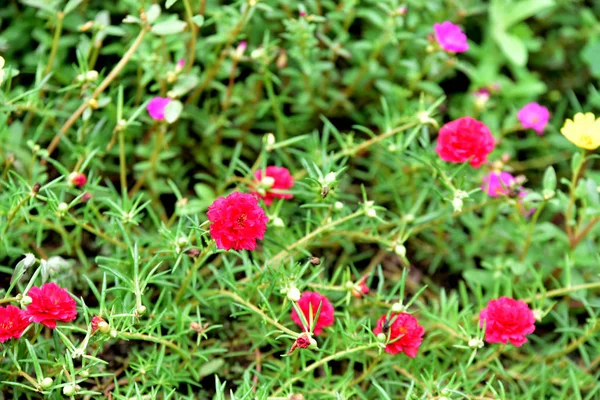 Kleurrijke Bloemen Bomen Bladeren Met Mooie Hemel Die Mooi Natuur — Stockfoto