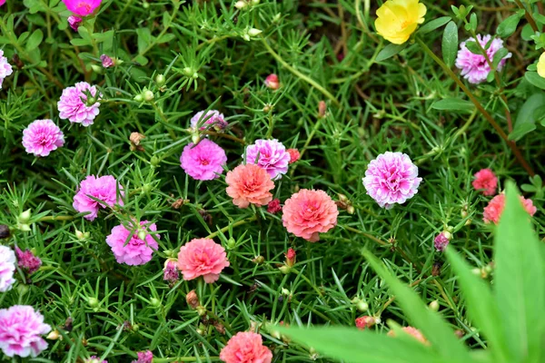 Colorful Flowers Garden Flower Blooming Beautiful Flowers Garden Blooming Summer — Stock Photo, Image