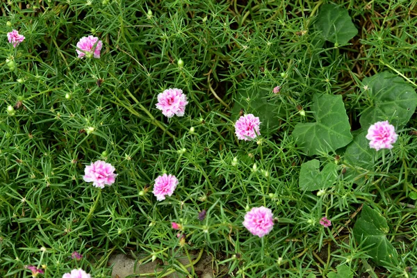 Mooie Bloemen Groene Tuin — Stockfoto