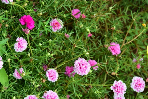 Mooie Bloemen Groene Tuin — Stockfoto