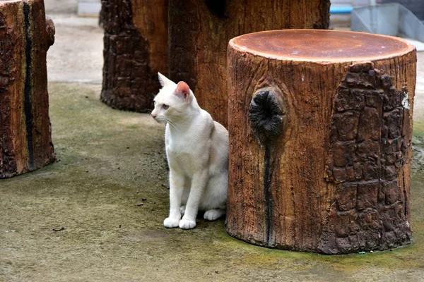 Katten Tuin Verder Uitdiepte Twee Katten Spelen Gelukkig Betonnen Weg — Stockfoto