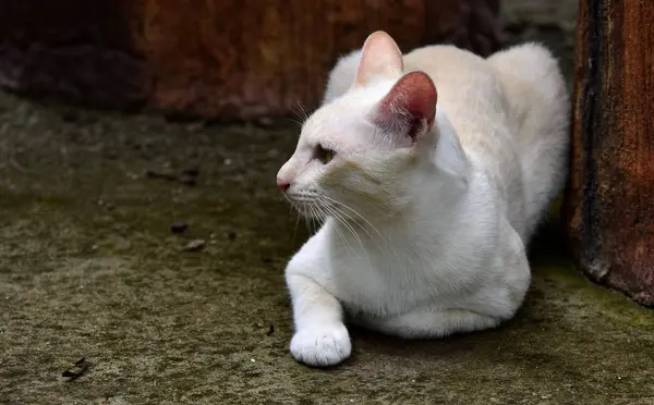 Katten Tuin Verder Uitdiepte Twee Katten Spelen Gelukkig Betonnen Weg — Stockfoto