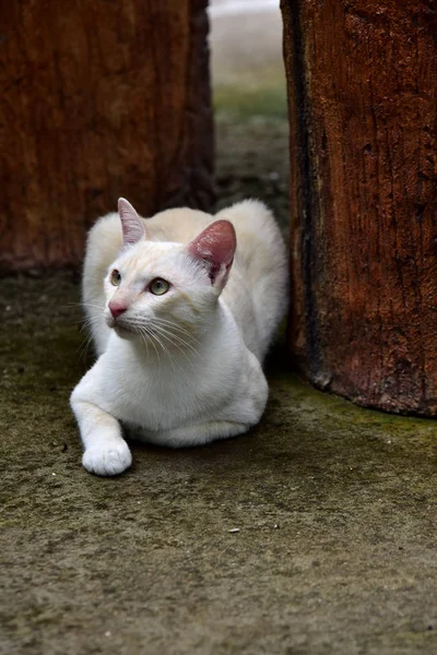 Gato Branco Bonito Livre — Fotografia de Stock