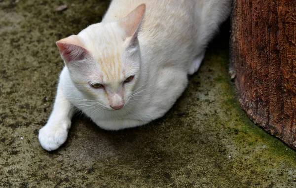 Коты Исследуют Сад Две Кошки Счастливо Играют Бетонной Дороге — стоковое фото